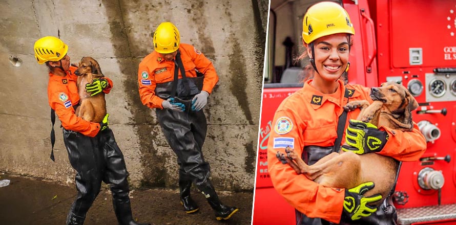 Bomberos realizan heroico rescate de un perrito que cayó en una quebrada de la Málaga