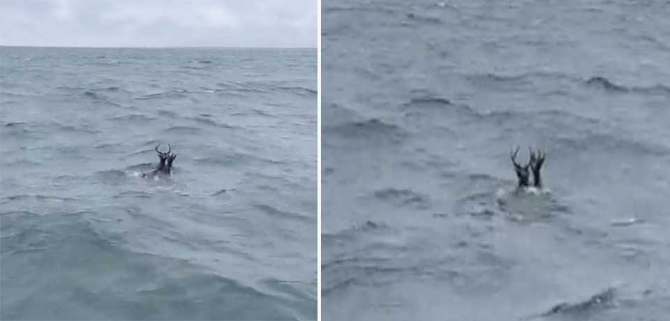 Captan a dos venados nadando en mar abierto