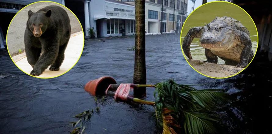 Autoridades de Florida alertan por avistamiento de caimanes, osos y serpientes tras el paso del huracán Ian