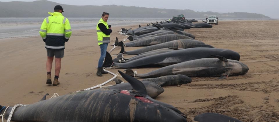  200 ballenas piloto fallecen en una playa australiana