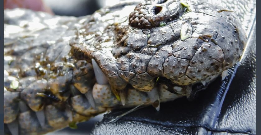 Antes de sufrir daños, rescatan a cocodrilos que se encontraban en una poza cercana a viviendas de La Unión