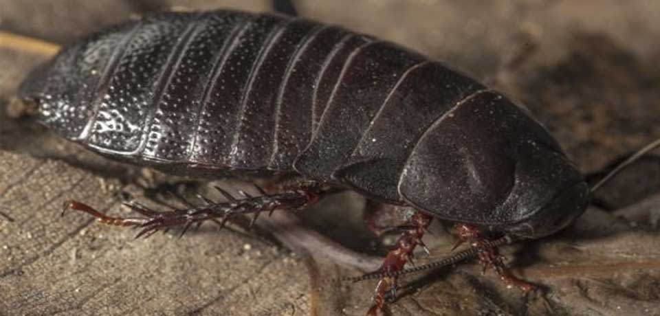Cucaracha carnívora «extinta» reaparece después de 90 años