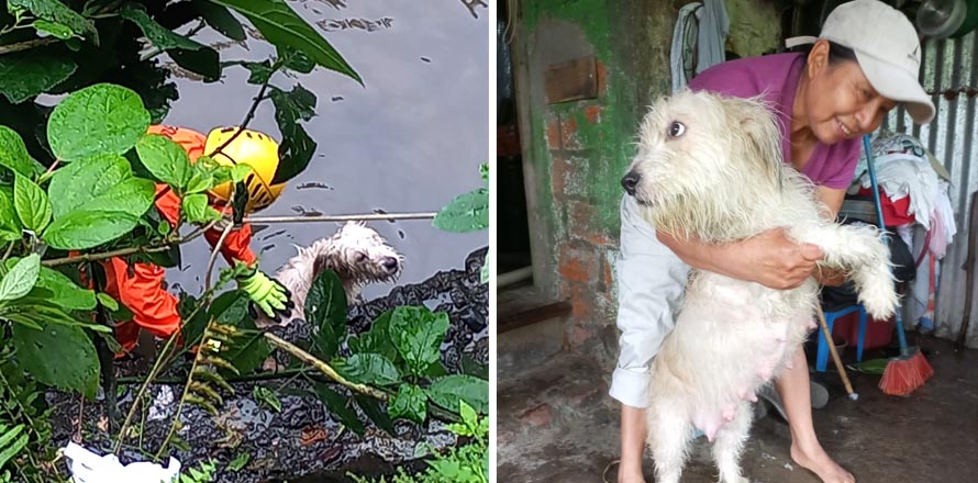 Rescatan a perrita que quedó atrapada en una quebrada