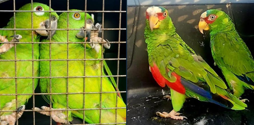 Decomisan loros que personas tenían sin su respectivo permiso