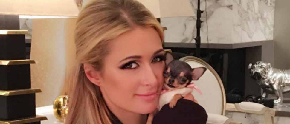 Paris Hilton contrata a una psíquica y un drone para encontrar a su perrita perdida