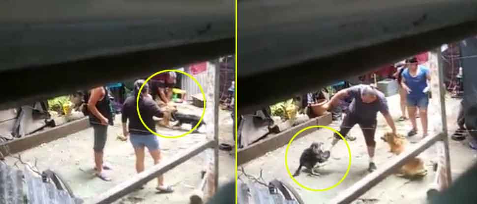 VIDEO: Denuncian a vecinos que maltratan y ponen a pelear a sus perros en colonia Zacamil