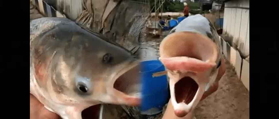 ¡Insólito! Pescadores encuentran pez con cuatro ojos y dos bocas