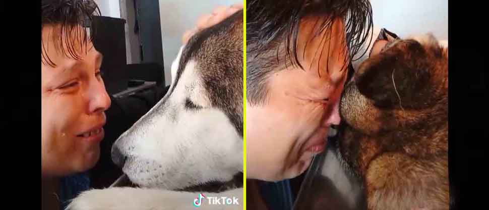 VIDEO: Joven despide entre lágrimas a su perrito husky antes de ponerlo a dormir