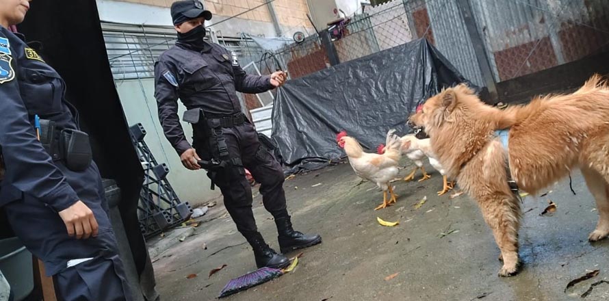 Policía interviene en  caso de maltrato animal denunciado en colonia Zacamil