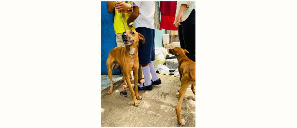 Decomisan a dos perritas por negligencia y prohíben a dueña tener mascotas por cinco años