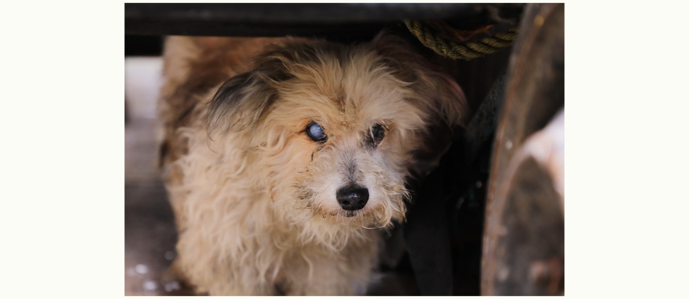 Rescatan a perrito ciego cuya dueña lo dejaba a su suerte