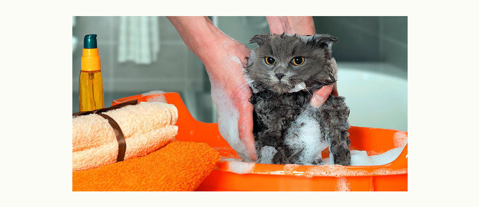 Aunque los mininos se asean solos cada cierto tiempo debes bañarlos: esto recomienda Bienestar Animal