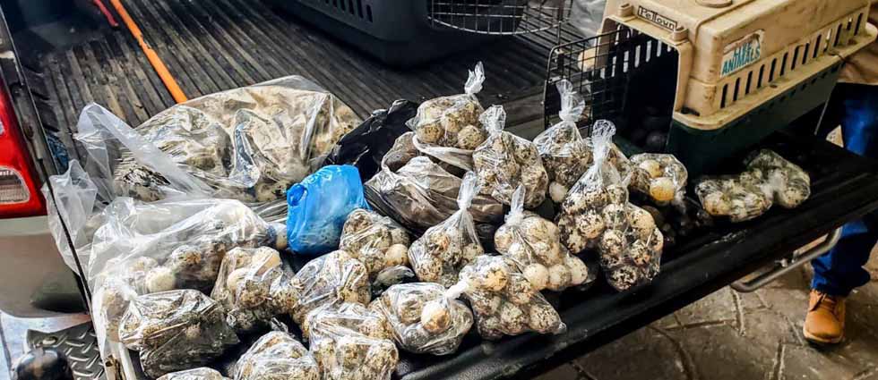 Medio Ambiente decomisa más de 400 huevos de tortuga marina que vendían en el mercado