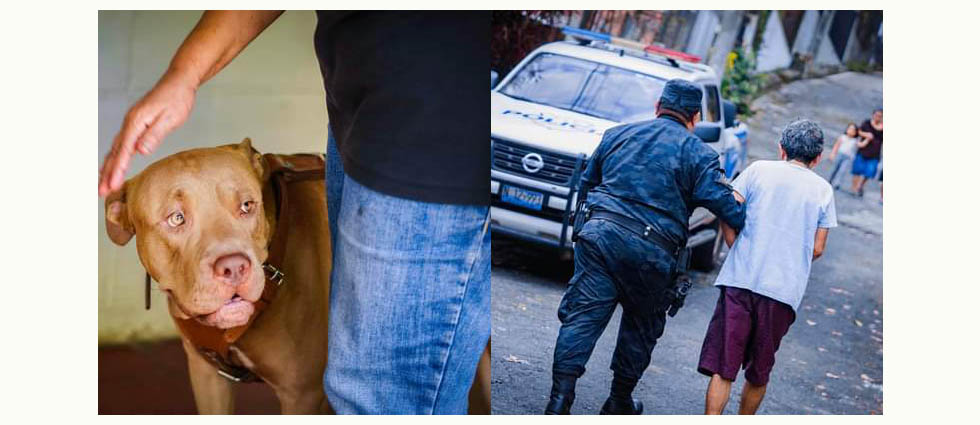 Detienen a dueño de un pitbull que actuó irresponsable cuando su perro acabó con la vida de un can comunitario
