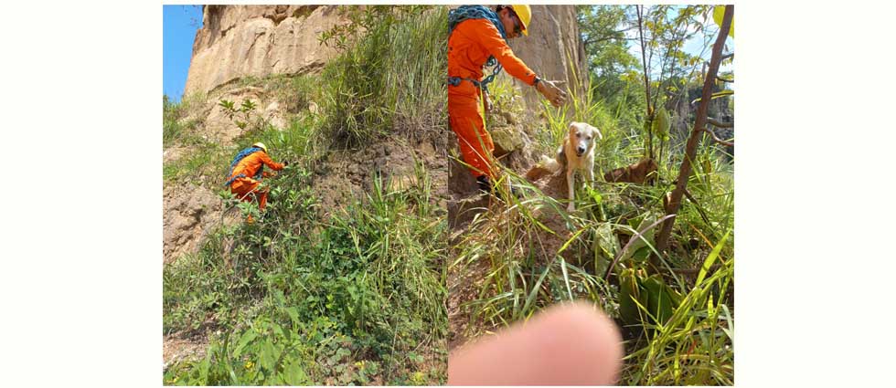 Bomberos descienden a una quebrada para rescatar a dos perritas que cayeron por accidente
