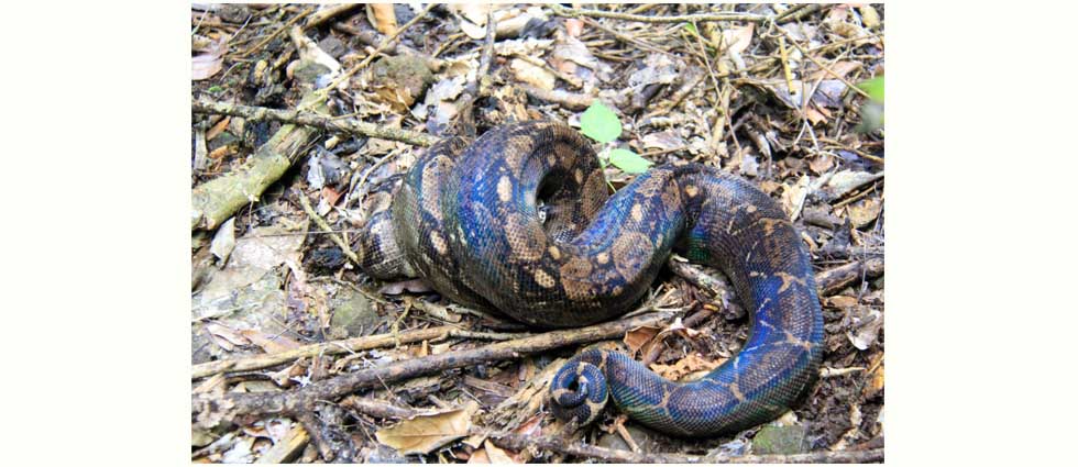 Liberan varias especies en Áreas Naturales Protegidas para que sigan cumpliendo su función en los ecosistemas