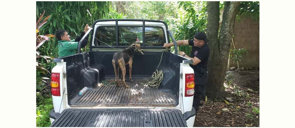Decomisan a siete perros tras denuncias que se abalanzaban sobre el ganado