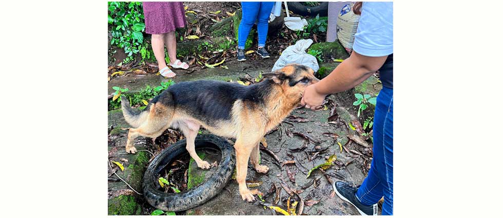 Rescatan a perro que permanecía llorando porque estaba a la intemperie todo el tiempo incluso cuando llovía