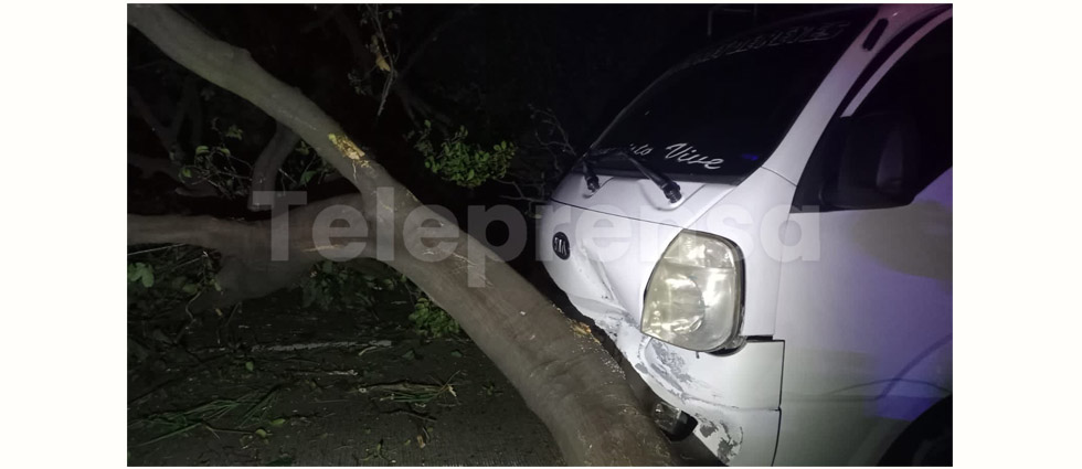Automovilista choca contra árbol que cayó cuando circulaba sobre la Troncal del Norte