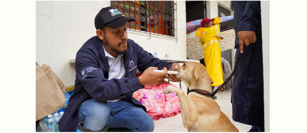 Llevan alimentos y vitaminas a mascotas que permanecen en albergues