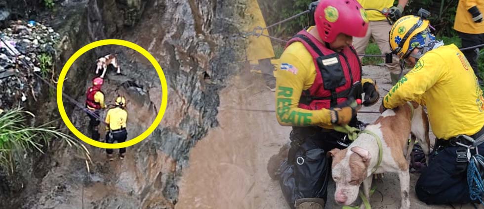 Comandos de Salvamento rescatan a can que fue arrastrado por corriente del río Acelhuate: se aferró por horas a una zona alta