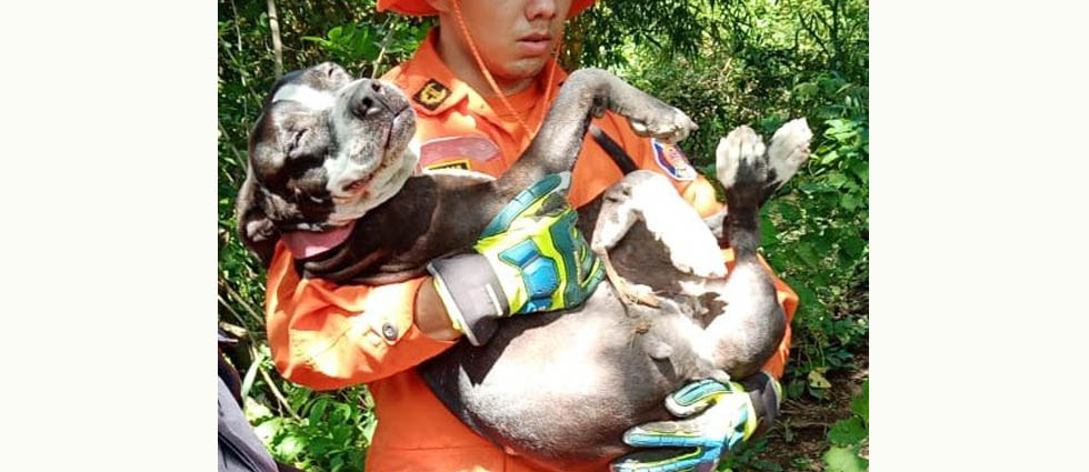 Perrito se muestra alegre tras ser rescatado del fondo de una quebrada por Bomberos