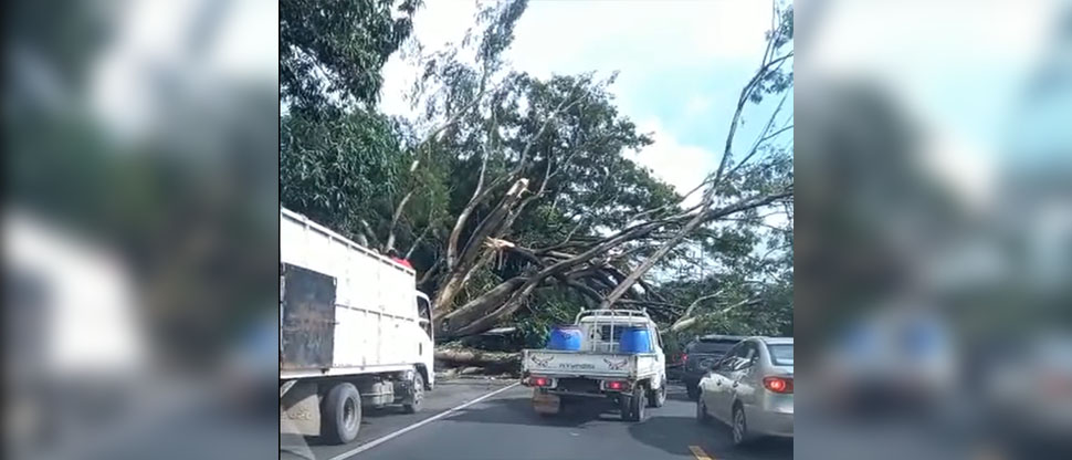 Tráfico paralizado en la carretera Troncal del Norte por caída de árbol