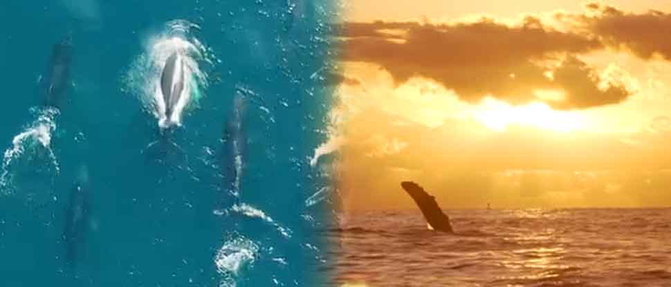 VIDEOS: Captan en costas salvadoreñas a ballenas jorobadas provenientes del hemisferio sur