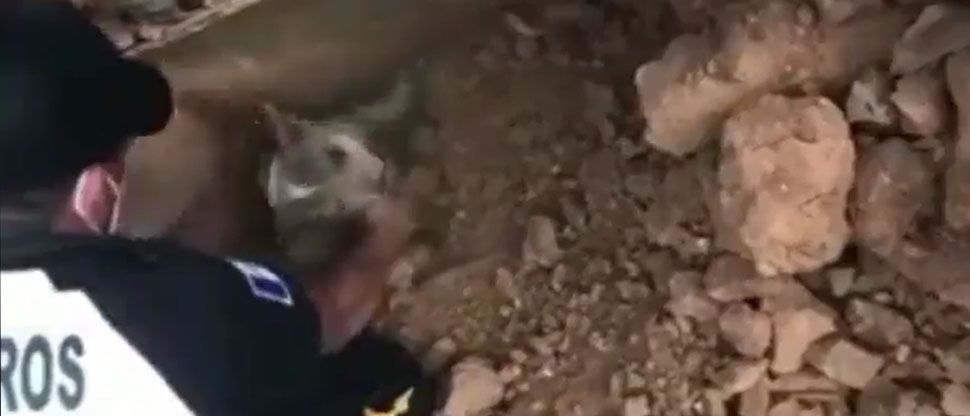 Bombero trabaja contrarreloj para rescatar a perrito atrapado en deslave