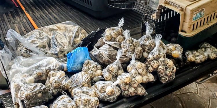 Decomisan cientos de huevos de tortuga en San Miguel