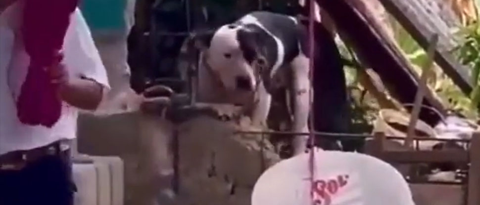 Pitbull defiende casa de sus dueños y le amputa el brazo a un ladrón