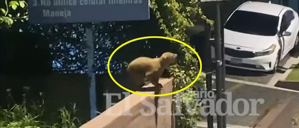 Captan a pequeño micoleón deambulando por estacionamiento al sur de Santa Elena