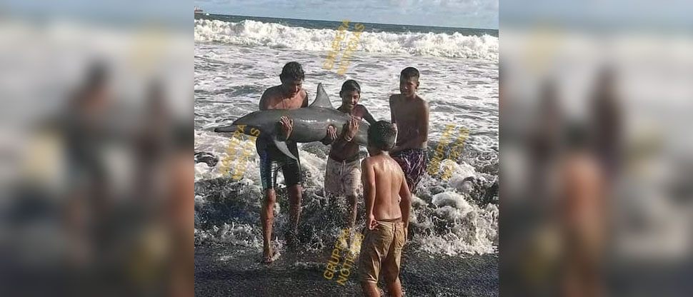 Niños ayudan a delfín que quedó varado en playa de Sonsonate