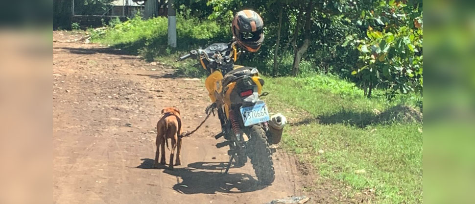 Denuncian a hombre que amarra a perrita embarazada y la arrastra con su moto en San Julián