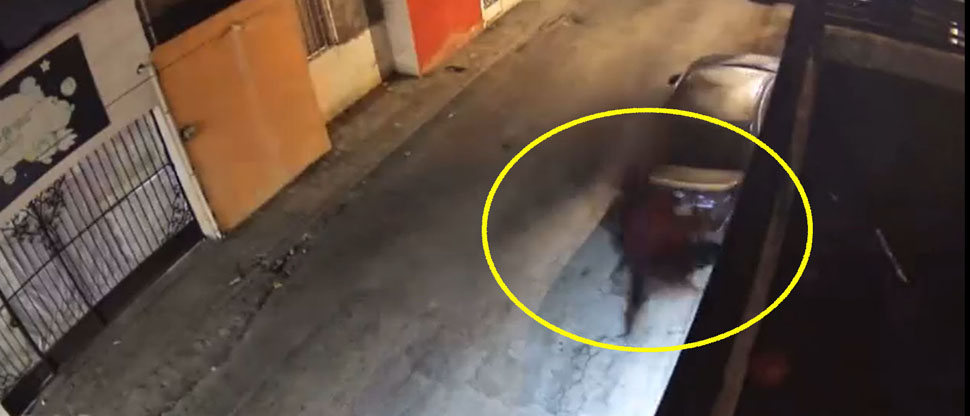 VIDEO: Perritos sacan a la carrera a ladrón y evitan robo en la casa de sus dueños