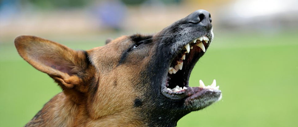 Niño de 12 años sufre ataque de 10 perros