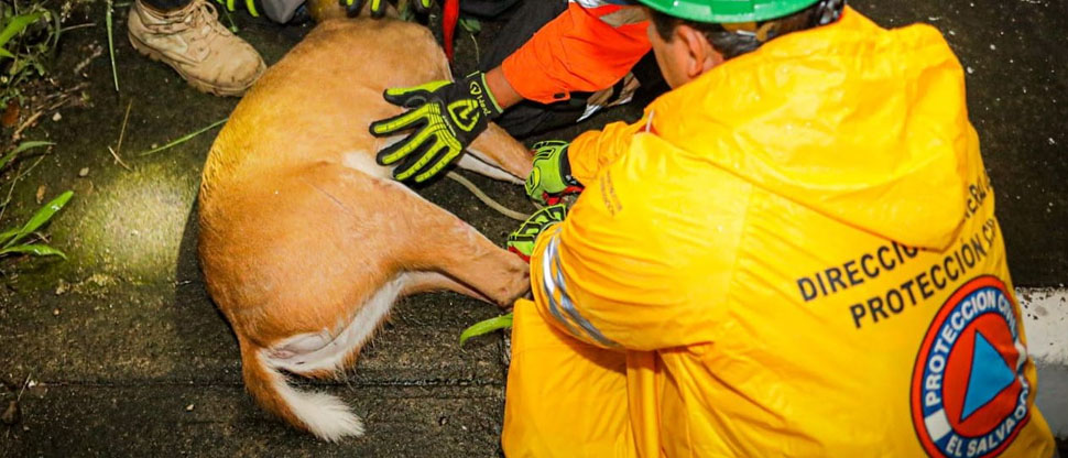 Rescatan a venado que deambulaba en los pasajes de Jardines de La Cima