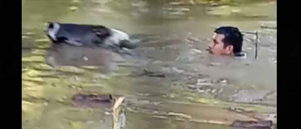VIDEO: Captan a hombre nadando tras sus vacas por desbordamiento del río Grande