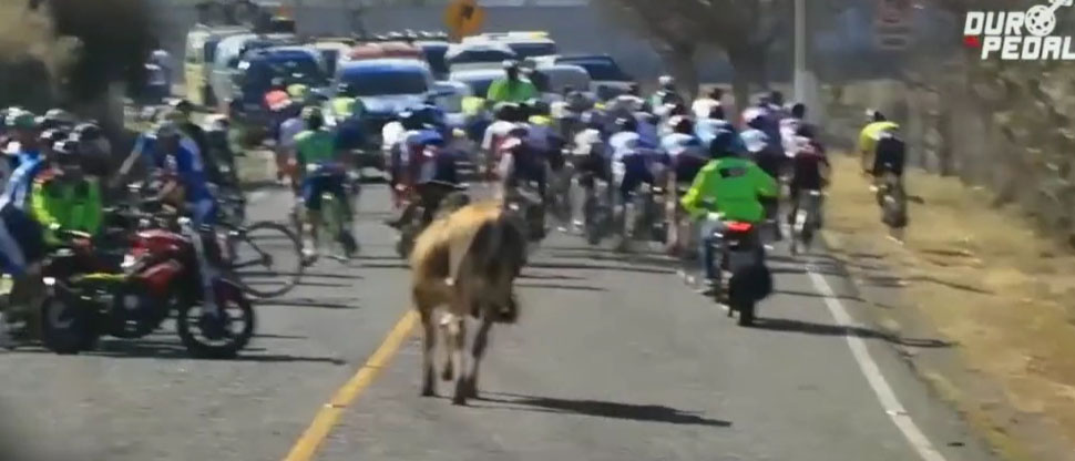 VIDEO: Toro les “saca carrera” a participantes en la Vuelta Ciclista de Guatemala