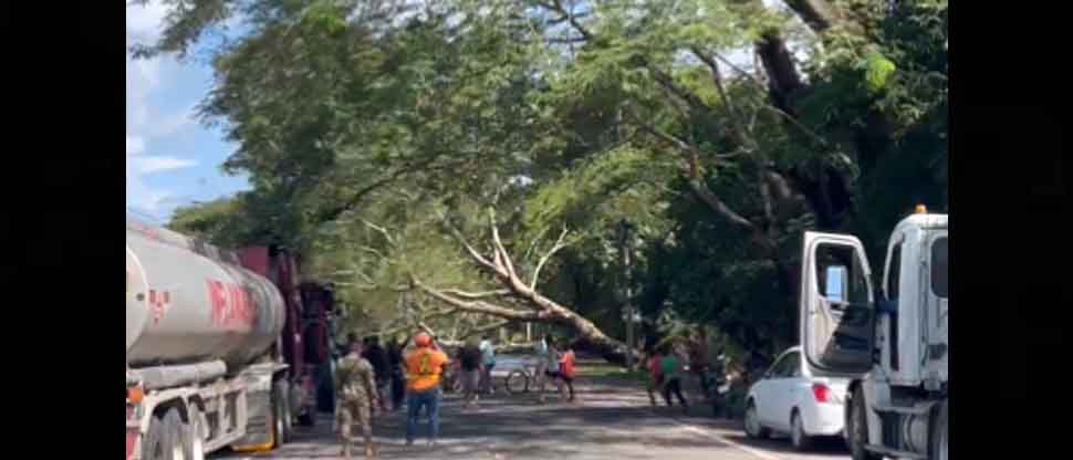 VIDEO: Captan el momento justo del colapso de un árbol en carretera Litoral  