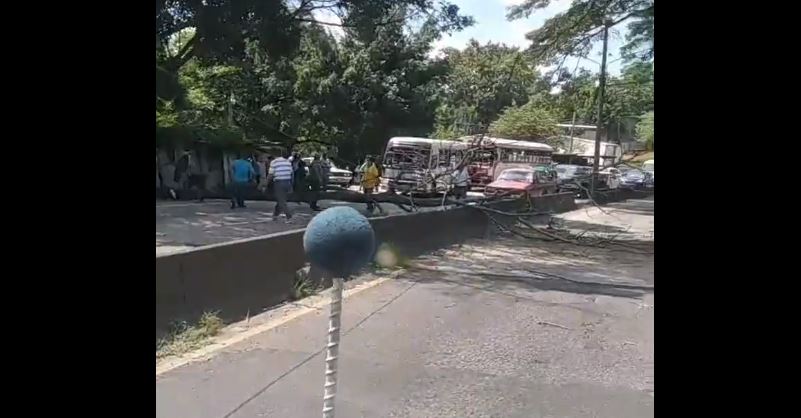 Reportan paso cerrado en carretera Troncal del Norte por árbol caído cerca de popular motel