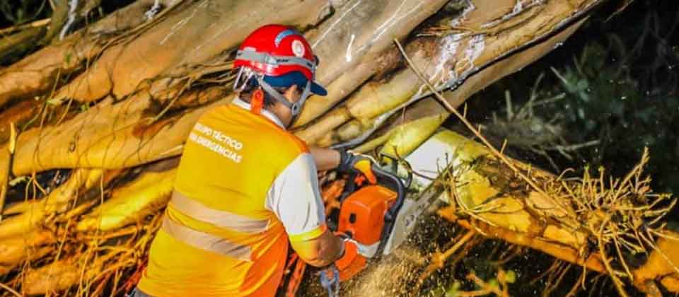 Protección Civil invita a la ciudadanía a reportar árboles que representen un peligro casas y calles