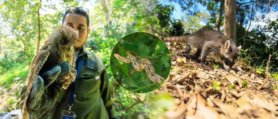 Guardarrecursos liberan animales silvestres en un área natural protegida del país