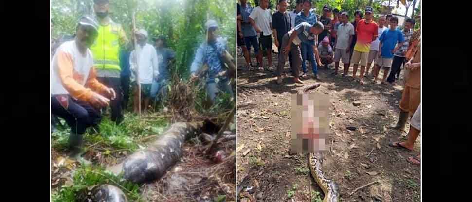 Buscaban a mujer desaparecida y la hallaron dentro de una serpiente pitón