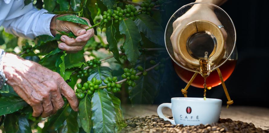 Agricultura inicia histórica inversión en cordillera cafetalera, Alotepec