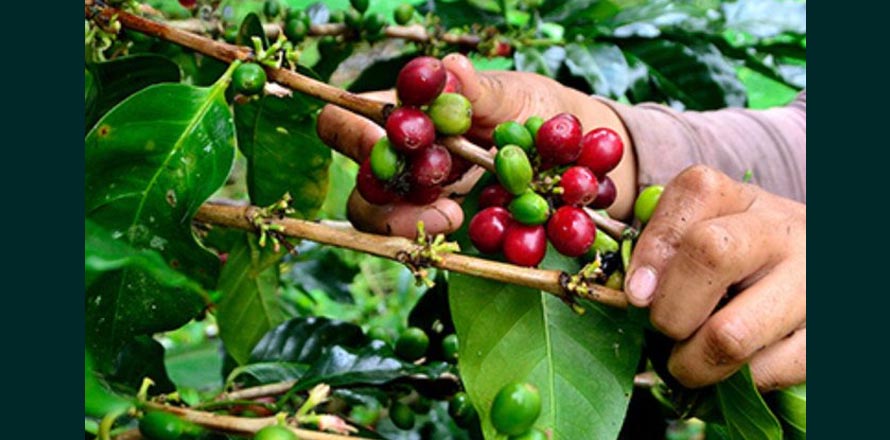 Cafetaleros salvadoreños respaldan la reelección presidencial
