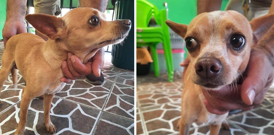 Buscan a los dueños de perrito chihuahua encontrado deambulando en Merliot