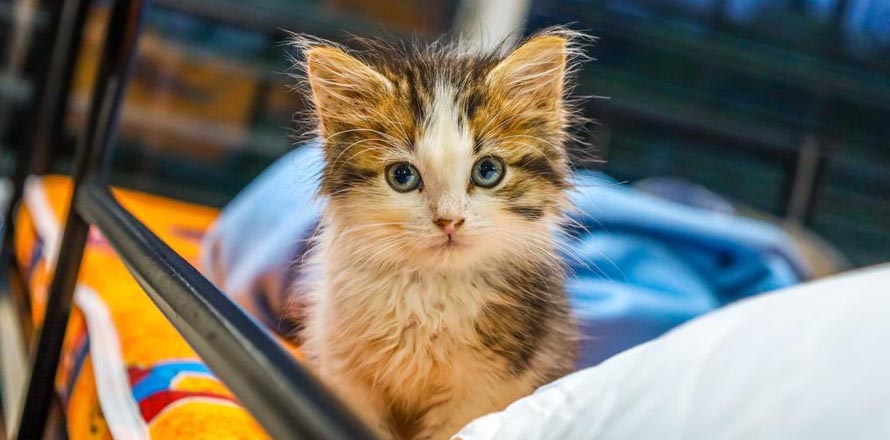 Chivo Pets atenderá emergencias únicamente debido a emergencia por lluvias