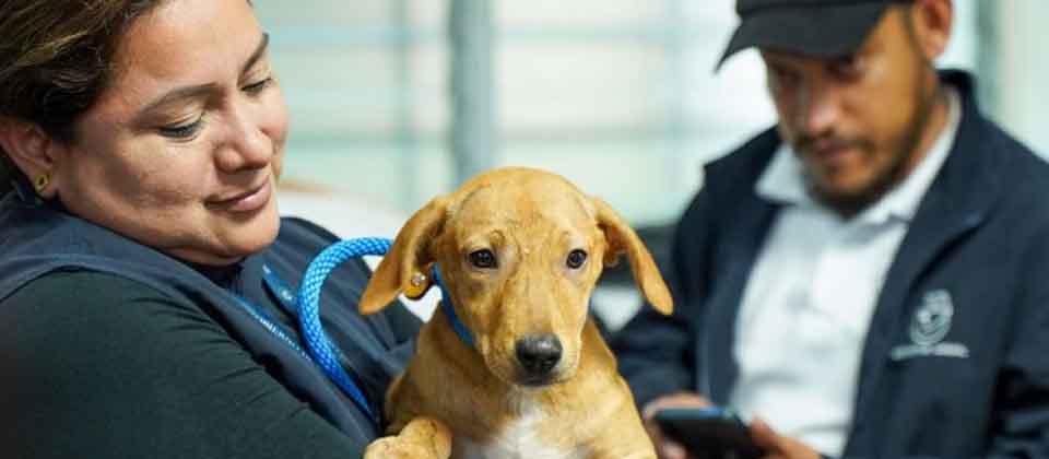 Bienestar Animal brindó 121 atenciones a mascotas durante la tormenta Julia