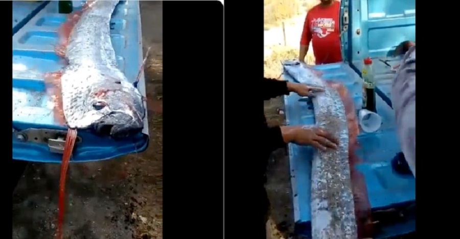 Aparece un pez remo, animal que “predice tsunamis y terremotos”